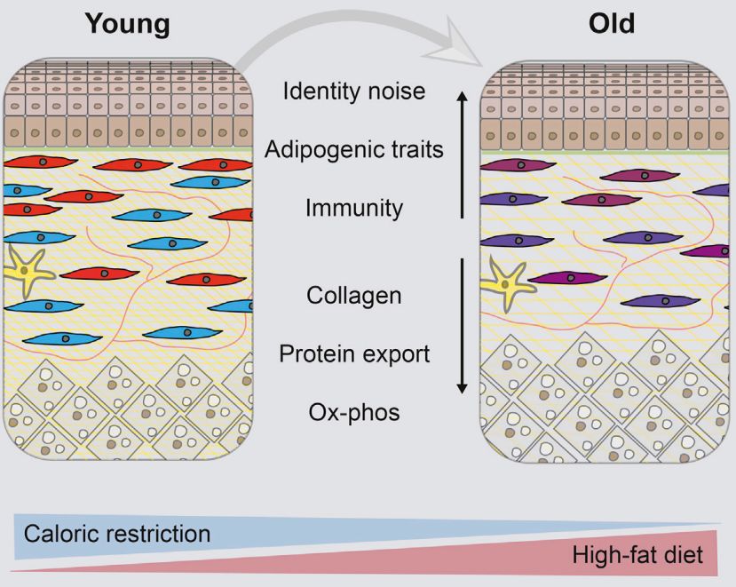 科学家揭示衰老皮肤成纤维细胞特征,破解皮肤衰老谜题 | 科学大发现
