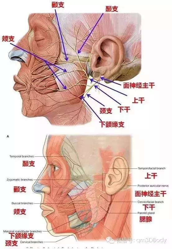 精选人体高清解剖图帮助我们更深入了解疾病果断收藏