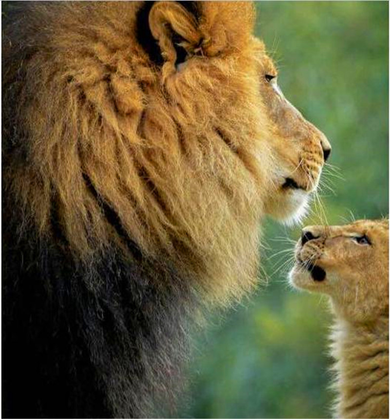这张照片,小狮子仰着头看自己的妈妈,而大狮子也低着头看自己的孩子