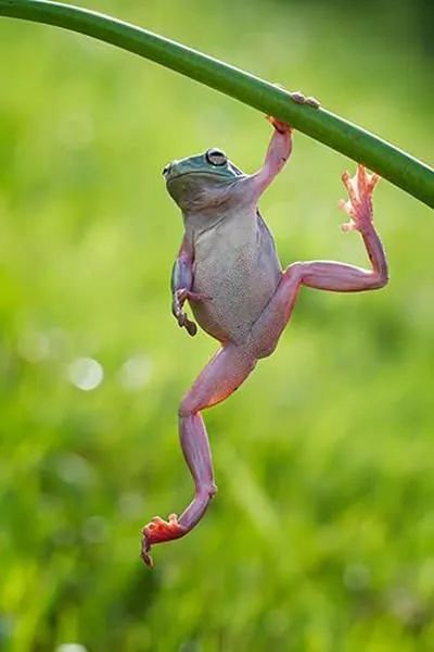 青蛙为什么跳得比树高成语_跳得远又简单青蛙折纸(3)