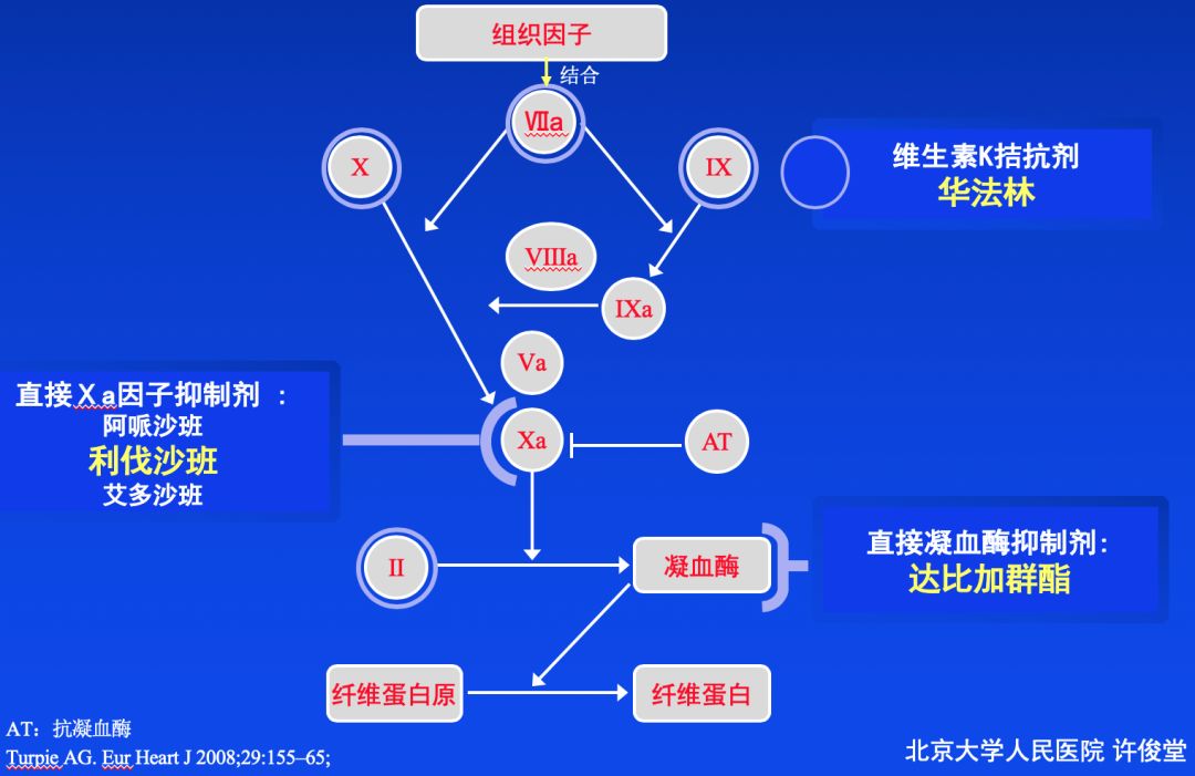 抗凝大升级新型口服抗凝药物