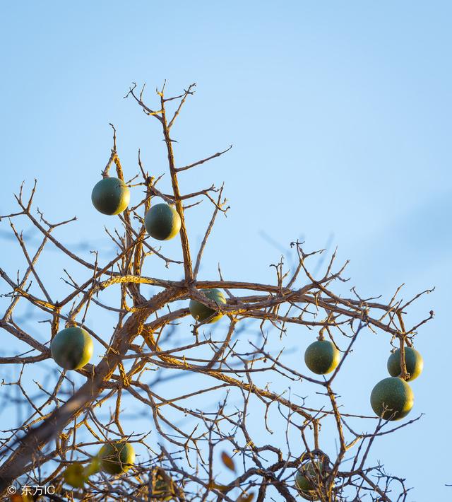 中药马钱子:散结消肿,通络止痛,祛湿拘挛!