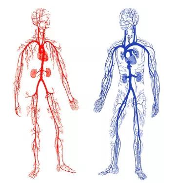 吸气时横膈下沉通过横膈的下腔静脉与其他血管直径