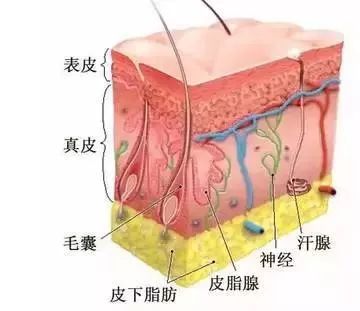 然后呢,把把一个毛孔n倍放大,简单粗暴化以后就变成这样