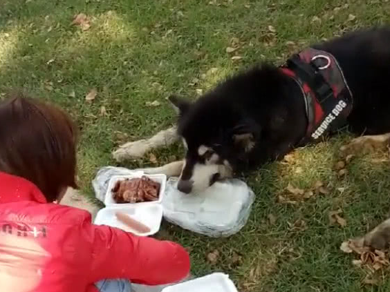 年老阿拉斯加犬被遺棄，躺在路邊奄奄一息，主人可真狠心！ 萌寵 第3張