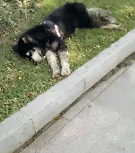 年老阿拉斯加犬被遺棄，躺在路邊奄奄一息，主人可真狠心！ 萌寵 第5張
