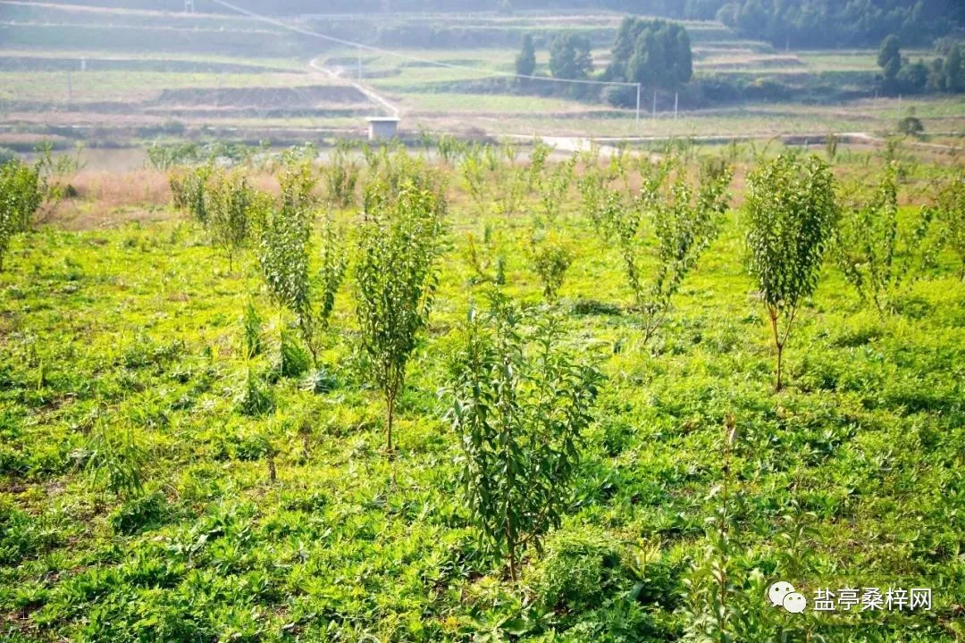 最新规划出炉,盐亭这个地方未来将美成这样