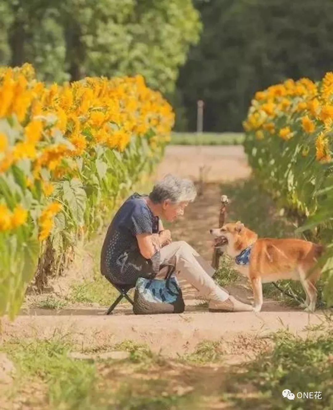 一人一犬,背景是无尽的花海,原本是再平常不过的照片了,却让人一看就