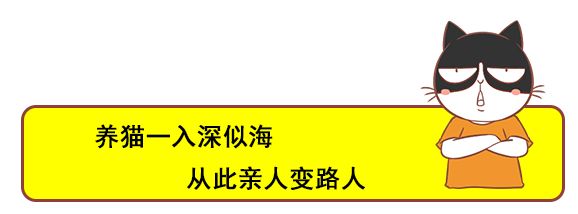 抖音上的網紅貓，都是被這群人養出來的！ 萌寵 第20張