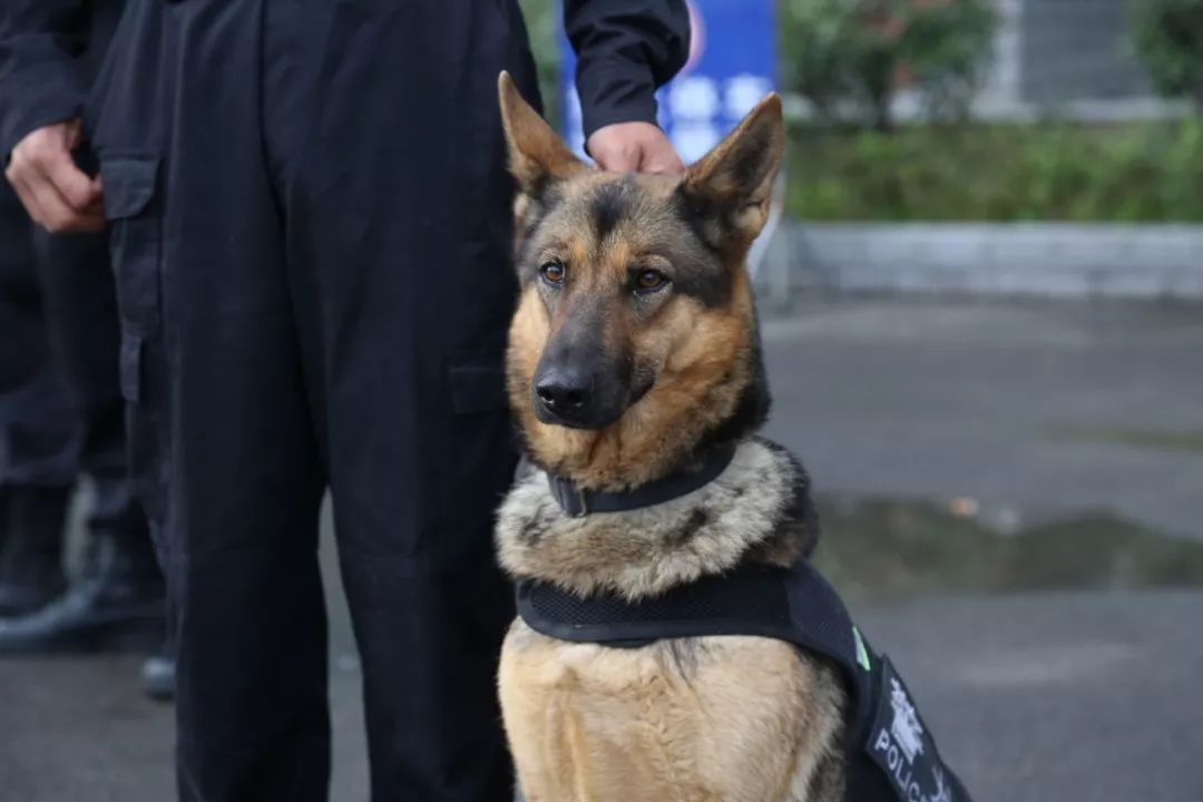 原来,黔南的警犬是这样训练的