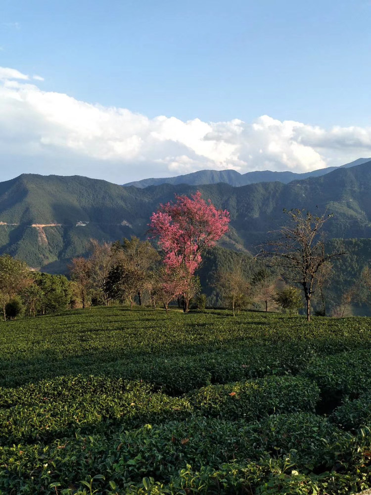 2018年云南大理南涧无量山樱花谷花期时间