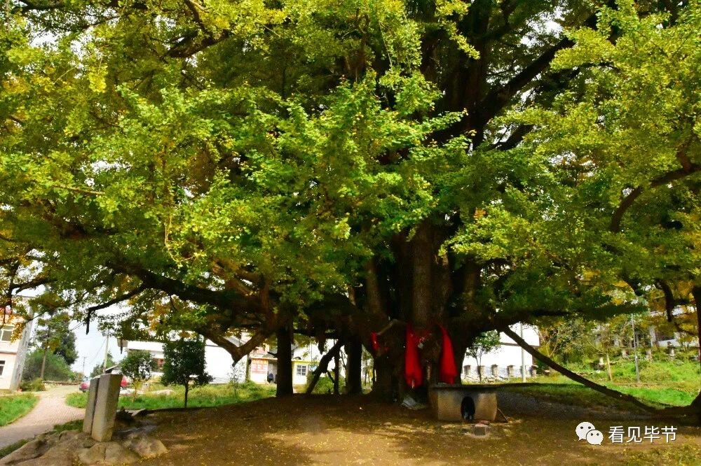 毕节这棵1700多年的银杏树黄了,快去看!_贵州