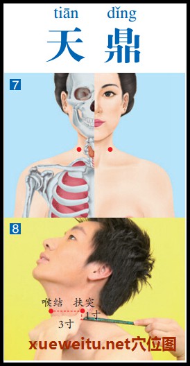 天鼎穴准确位置图功效作用和针刺艾灸按摩推拿法