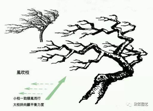 纯手绘盆景造型中常见的9种枝法