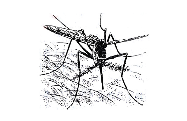 蚊子及其种类识别