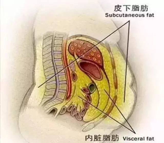 内脏脂肪与皮下脂肪有很大区别,它本身就会大量挤占正常组织的空间