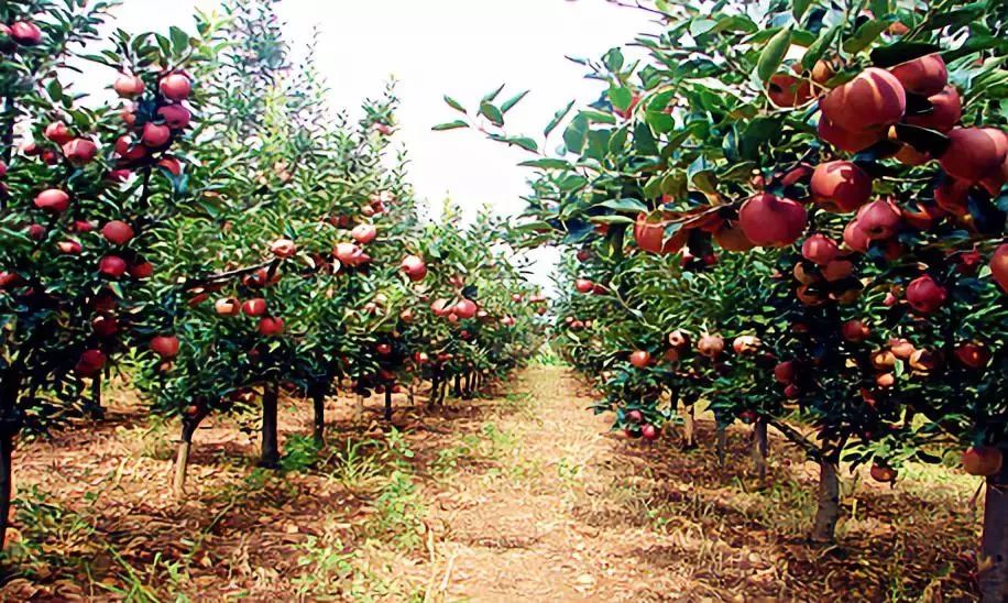从昭通苹果发展看云南水果走生态种植将大有可为