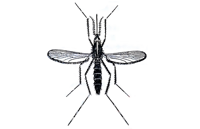 蚊子及其种类识别