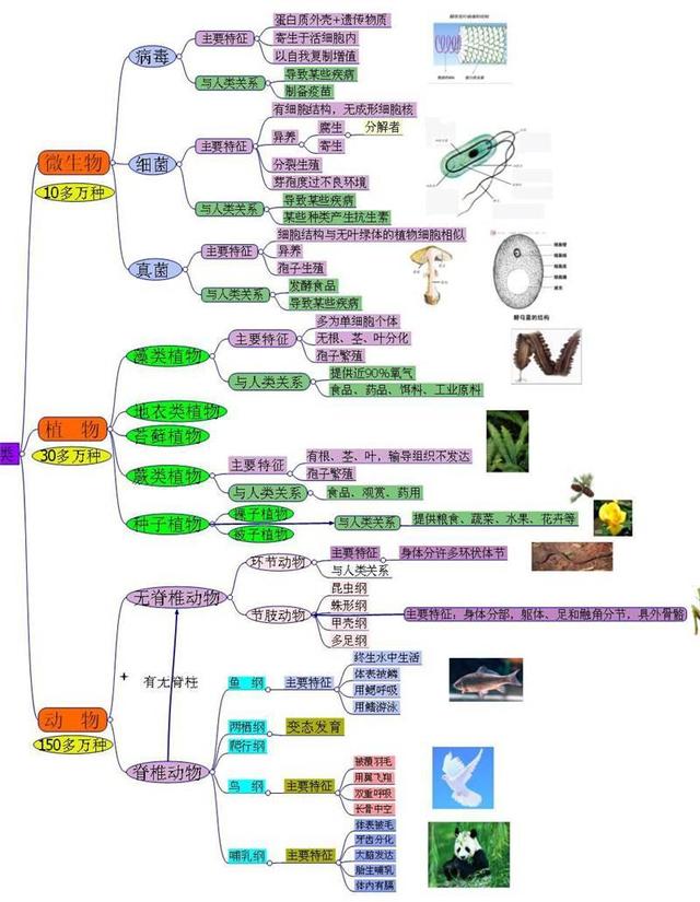 12张知识结构图,帮你扫清初中生物全部知识点,好简单!