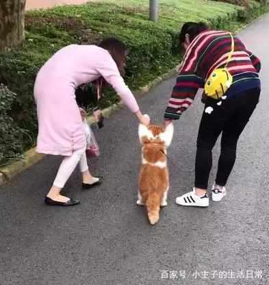 橘貓拒絕被遛，寵主直接牽著它走路，貓：我能怎麼辦，我也很絕望 萌寵 第2張