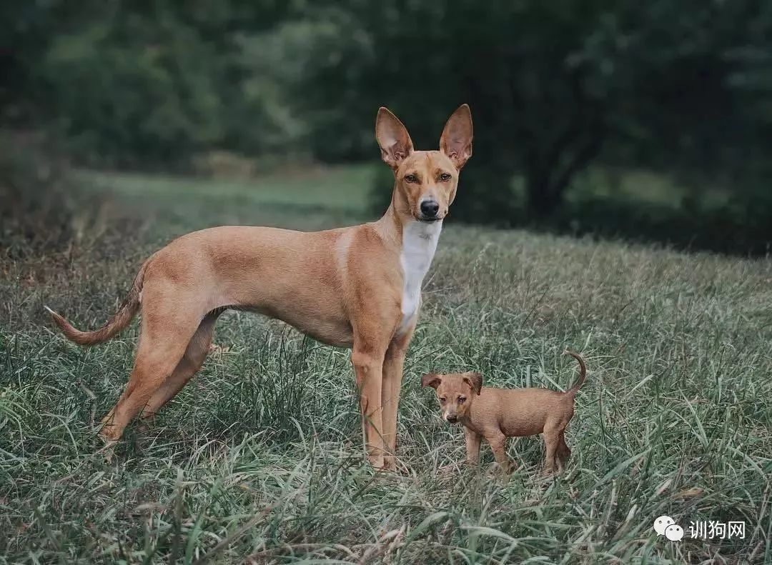 一位攝影師給狗狗們拍的「過去＆現在」系列圖片 萌寵 第5張