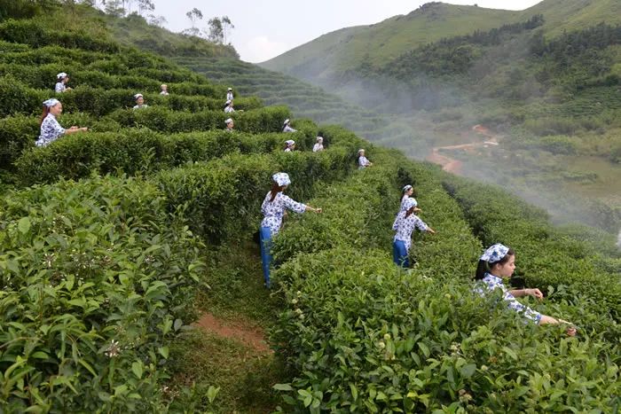 广西灵山县人口有多少_广西这两个人口大县,人口数量都超过170万,你看好哪里(3)