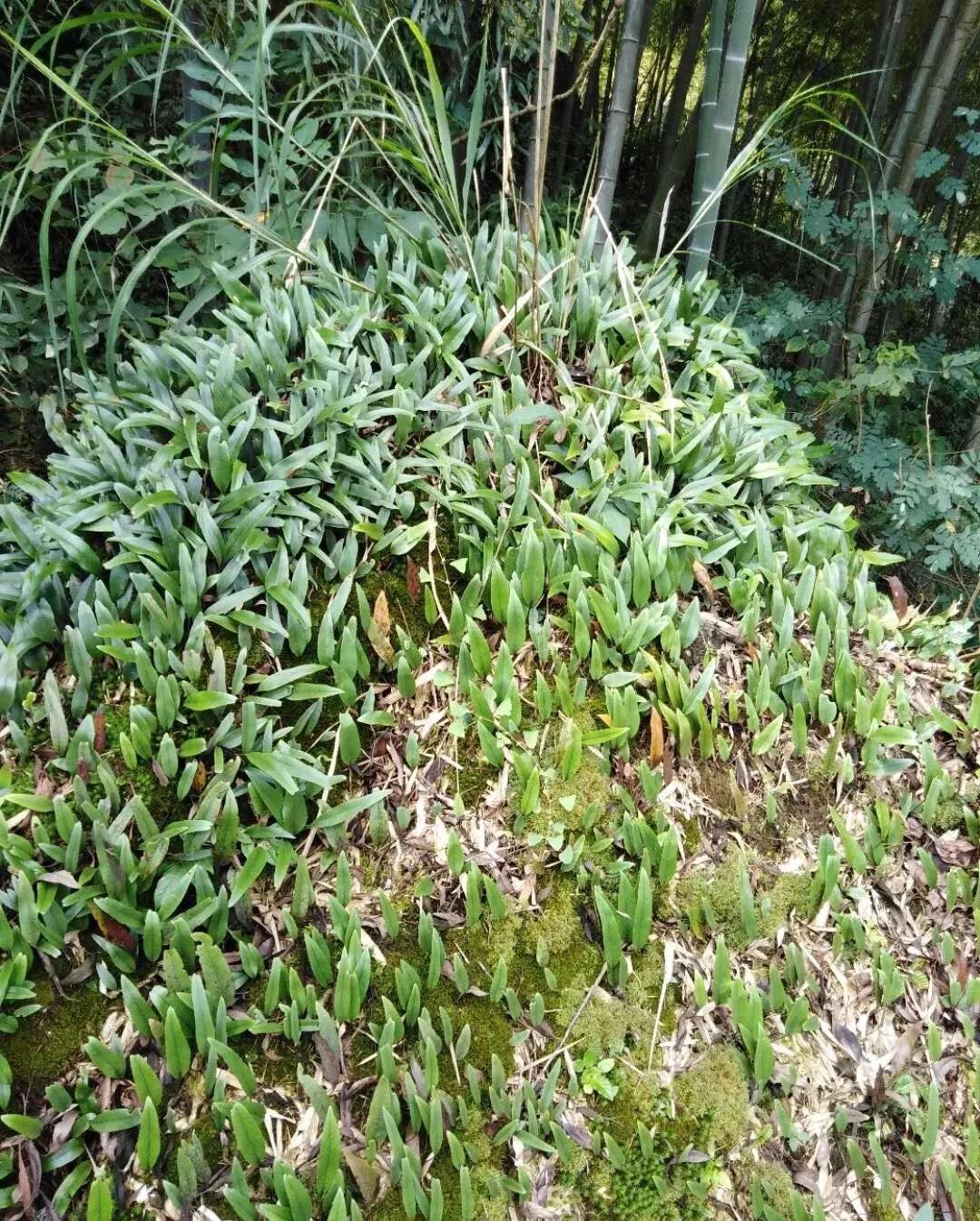 每周一药|微草战队:山上石壁上有把绿色飞刀剑