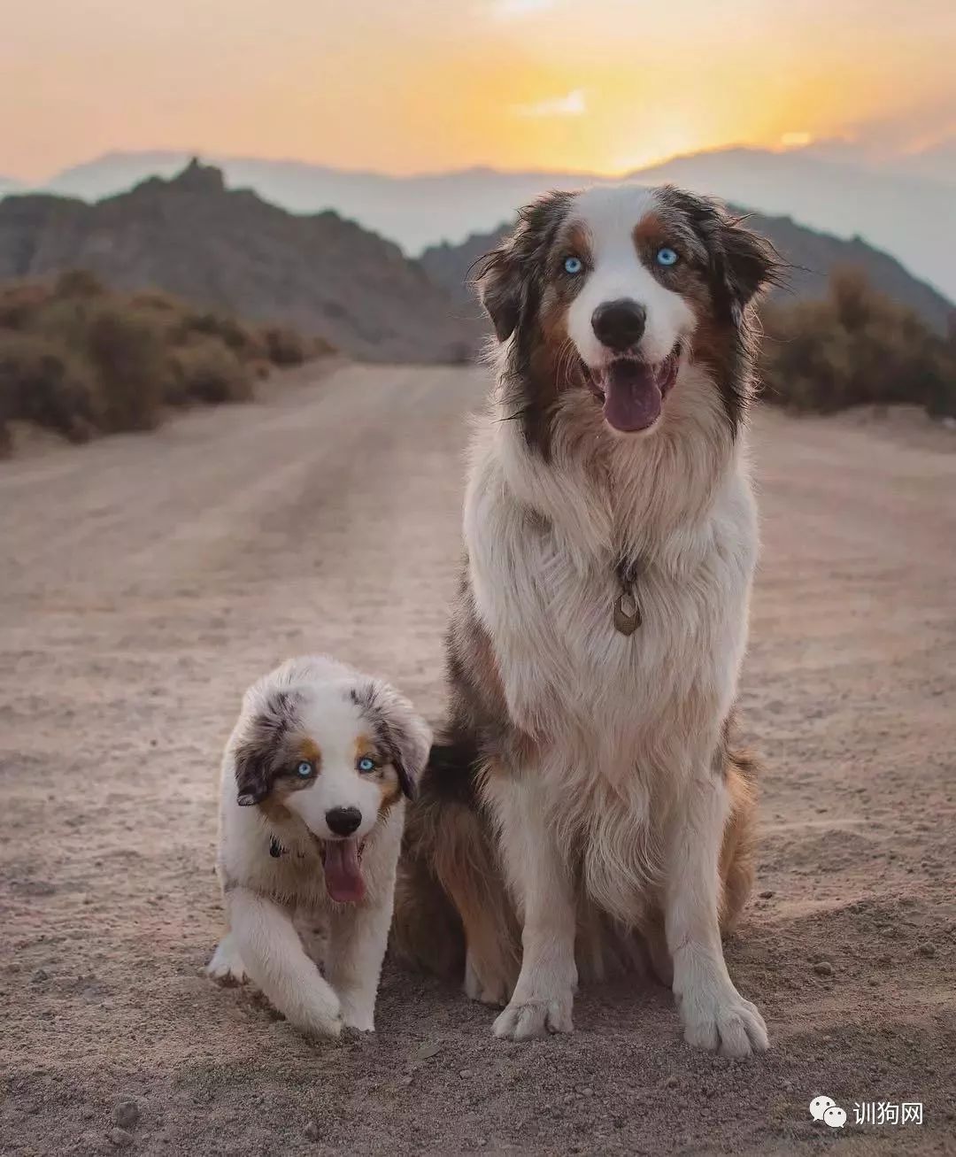 一位攝影師給狗狗們拍的「過去＆現在」系列圖片 萌寵 第2張