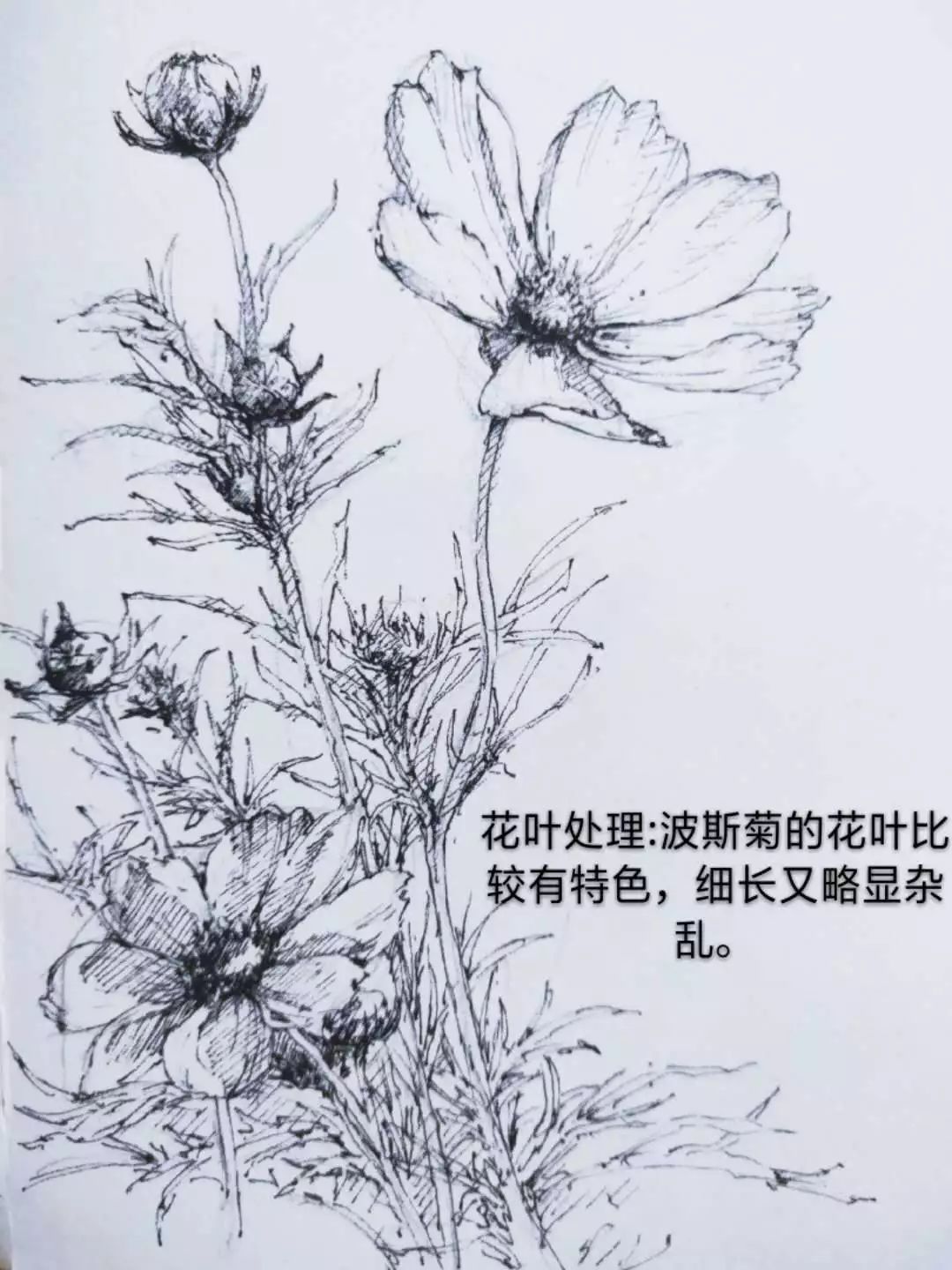 (点击图片即可查看大图)速写助教小情情奉上那些钢笔笔尖舒展的花卉02