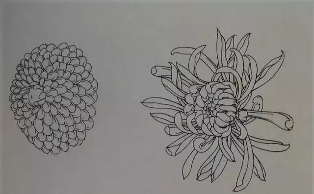 这是我见过最好的工笔菊花画法(附线描画谱)!