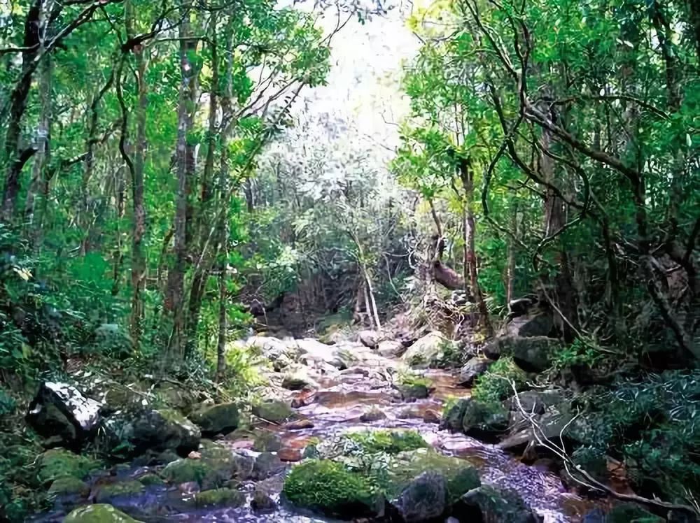 吊罗山原始热带雨林给予你最纯正的呼吸在陵水能体味新鲜在陵水,市场