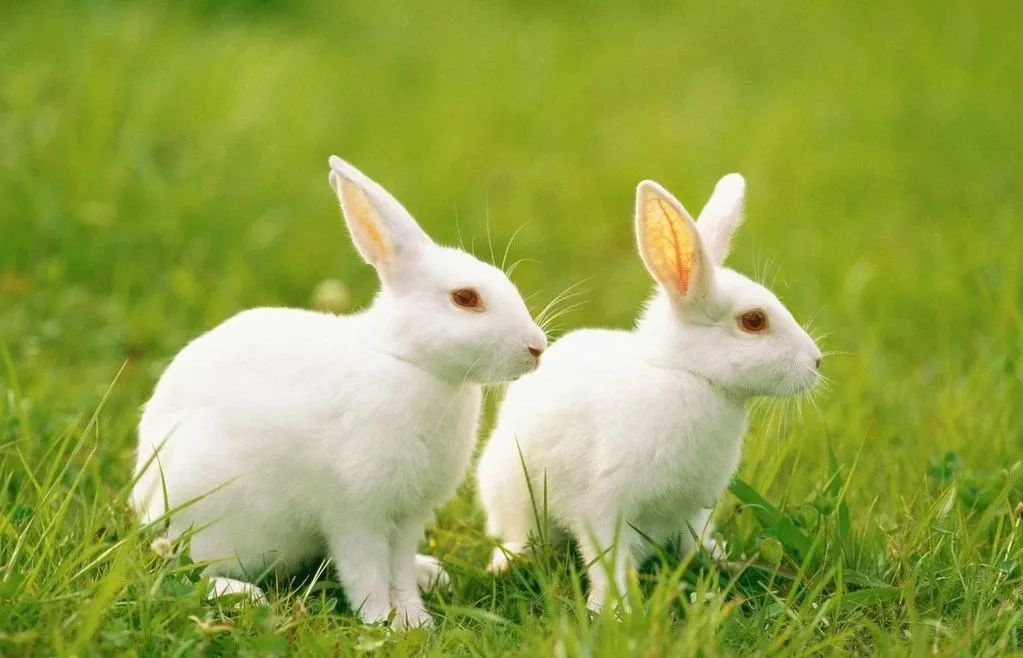 两只兔子和白菜猜成语_白菜和猪的情侣头像