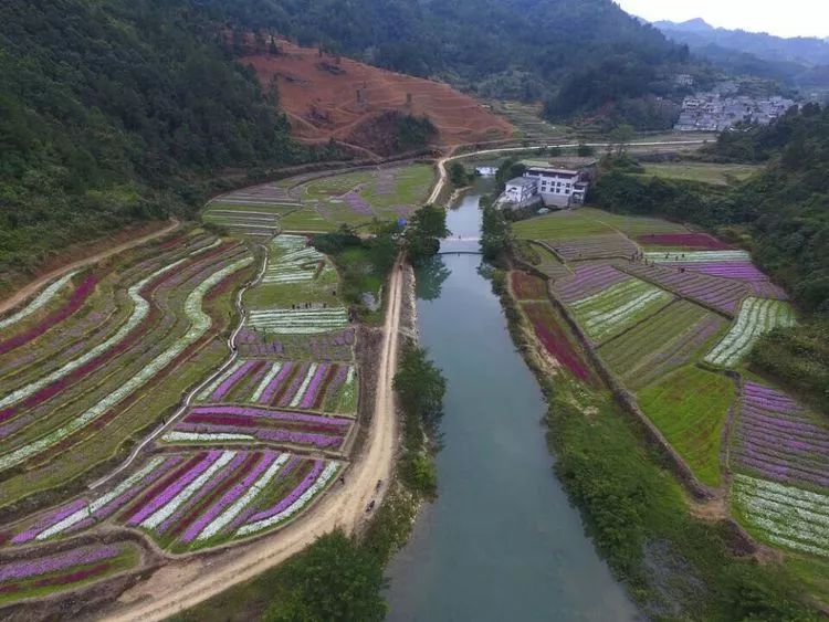 德保那温村种下一片花海富了一个村庄