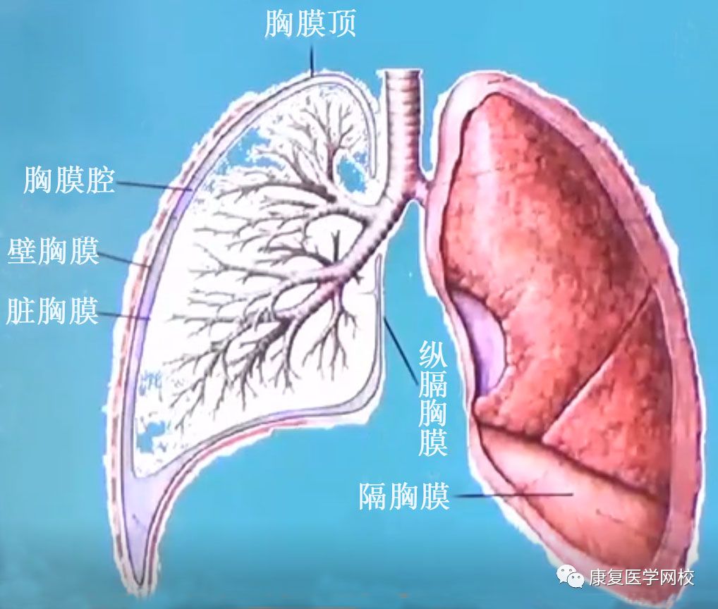 1 胸膜腔:脏胸膜与壁胸膜之间的封闭的浆膜囊腔隙 责任编辑