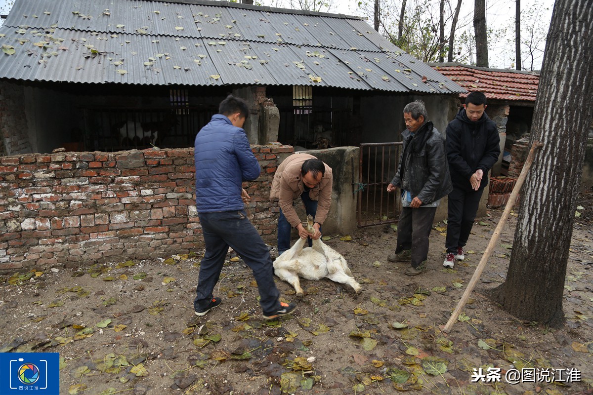 实拍农村卖羊全过程,一只羊养了大半年卖了928元,现场直接数钱