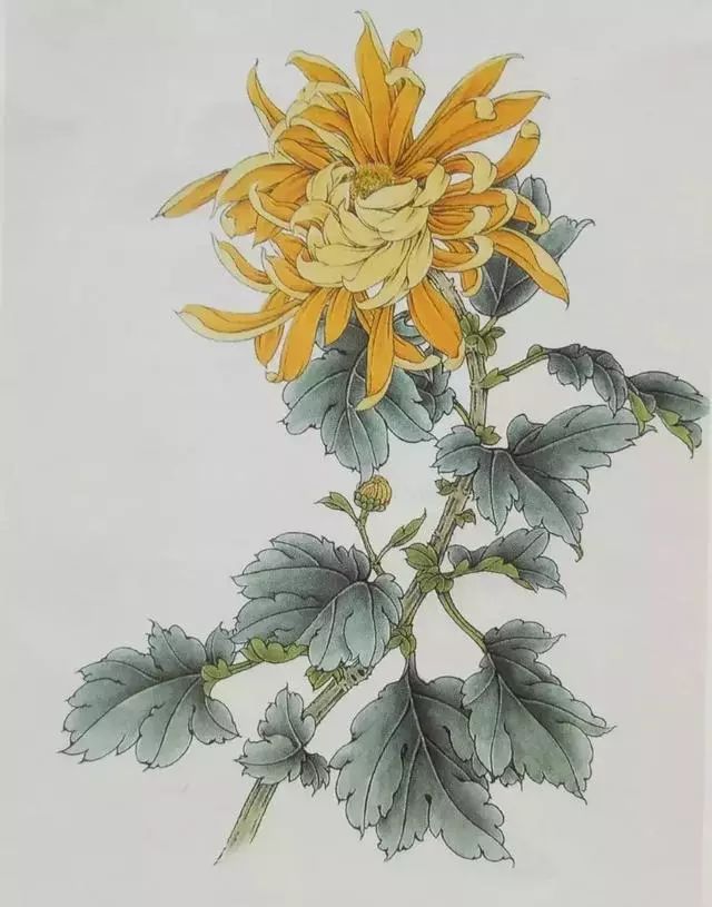 这是我见过最好的工笔菊花画法(附线描画谱)!