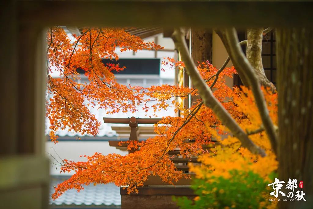 京都赏枫地图出炉 15大小众红叶景点全攻略 再不出发就晚了 南禅寺