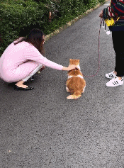 橘貓拒絕被遛，寵主直接牽著它走路，貓：我能怎麼辦，我也很絕望 萌寵 第4張