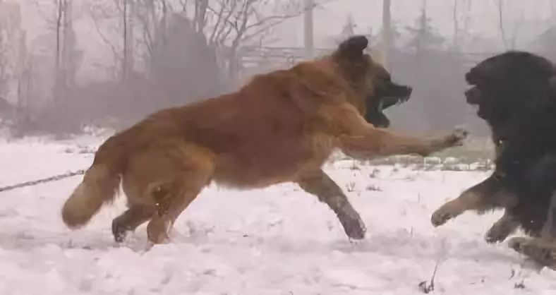 高加索犬和藏獒谁厉害,如同韩信战赵云