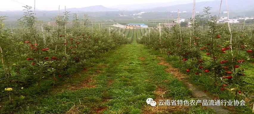从昭通苹果发展看云南水果走生态种植将大有可为