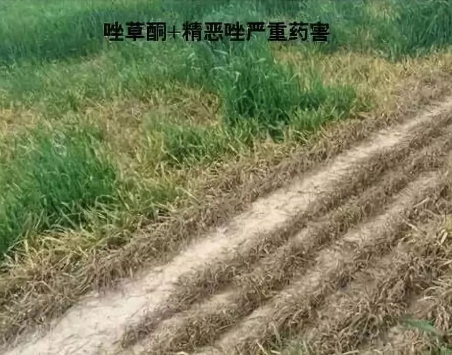 小麦除草剂药害咋补救记住4点足够