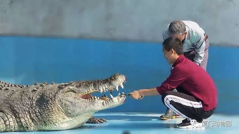 为验真假,厦门这家人抛石块砸破鳄鱼头!动物园已报警!