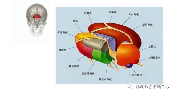 最详细的丘脑供血动脉及丘脑梗死