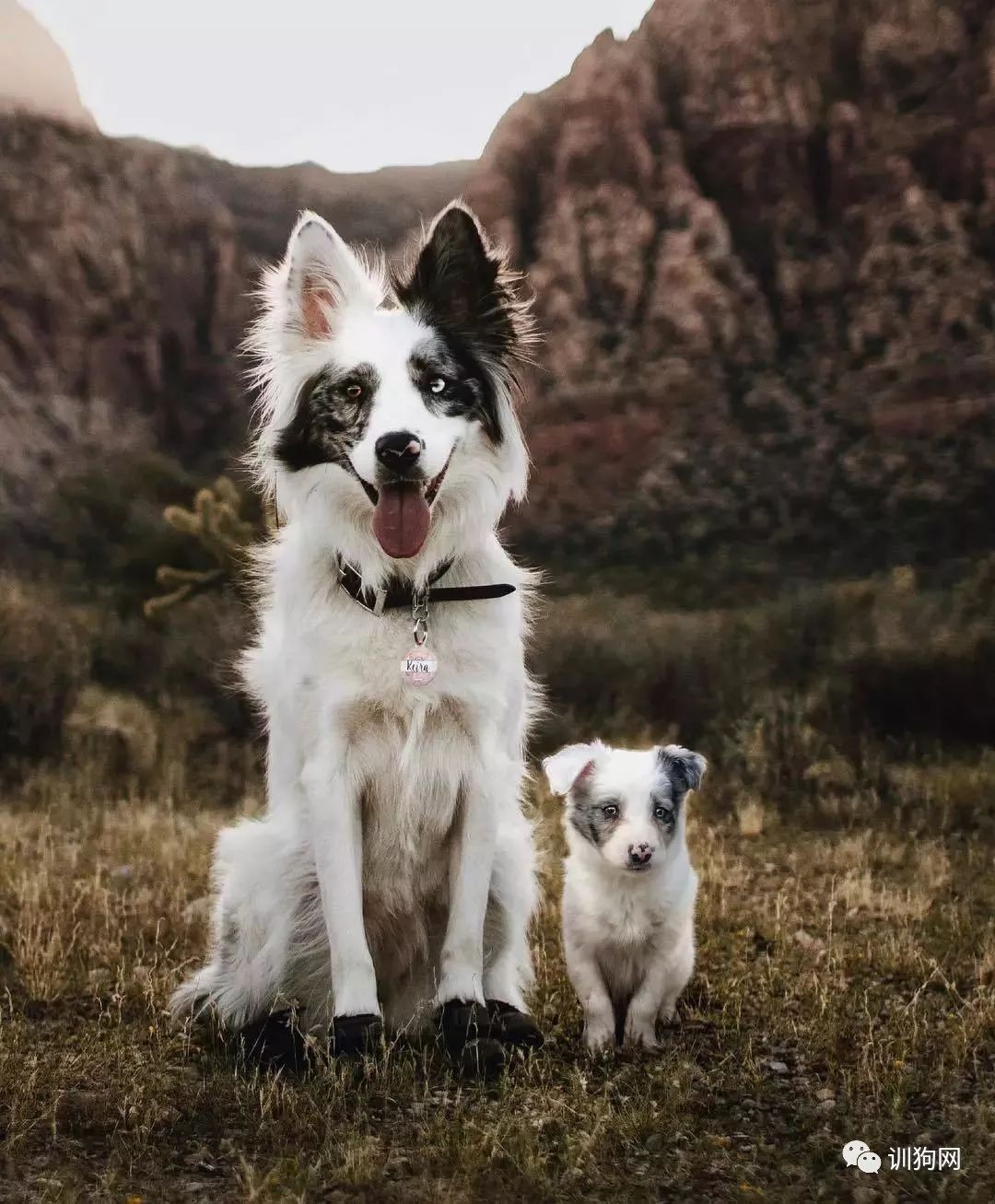 一位攝影師給狗狗們拍的「過去＆現在」系列圖片 萌寵 第8張