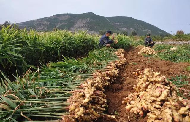 生姜种植技术 怎么施肥提高生姜产量 姜块