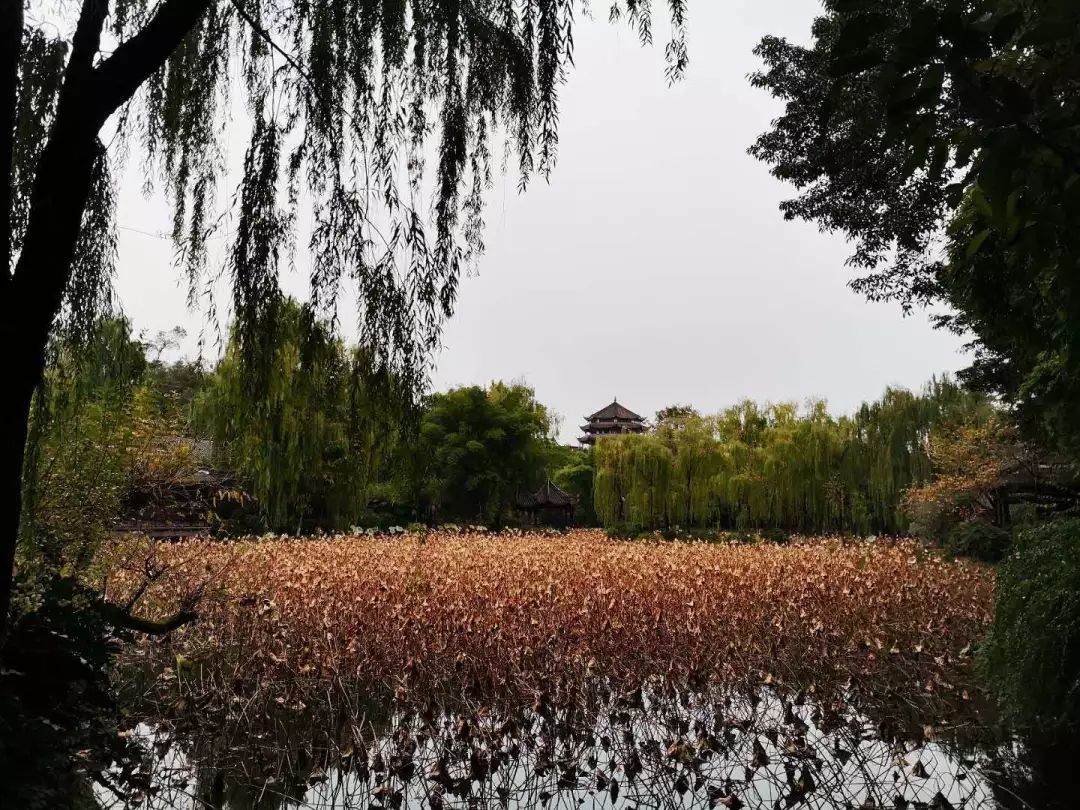 桂湖公园是明代状元,著名学者杨升庵的旧居,以环湖遍植桂树而得名.