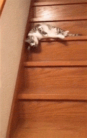 網友家這只懶癌晚期的貓，連下樓梯都是用滾的… 萌寵 第2張