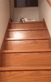 網友家這只懶癌晚期的貓，連下樓梯都是用滾的… 萌寵 第1張