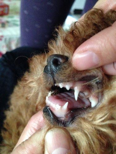 若泰迪狗狗牙龈红肿,口腔有溃疡,伴随特殊气味以及流口水,都表明狗狗