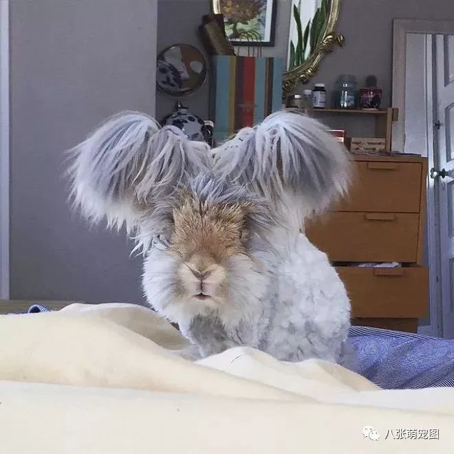 可爱的兔子拥有翅膀一般的耳朵